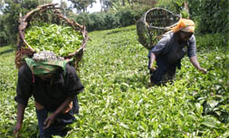 Missionary travellers exploring the local sorroun